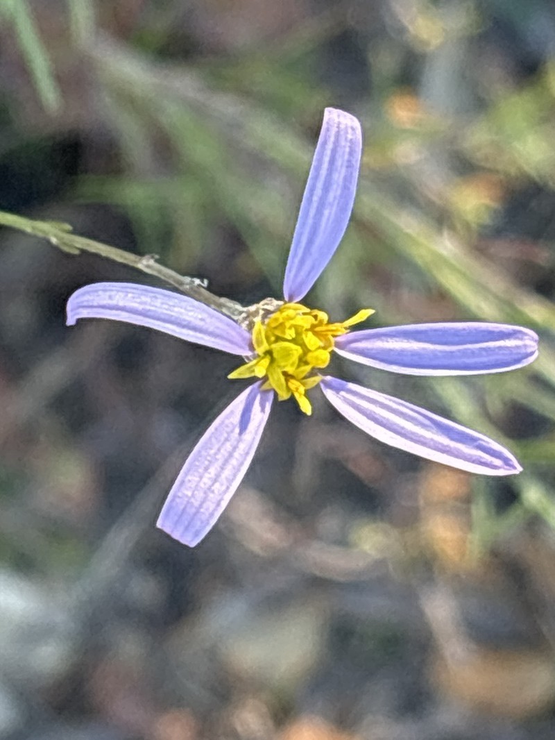 Galatella aragonensis photo 7