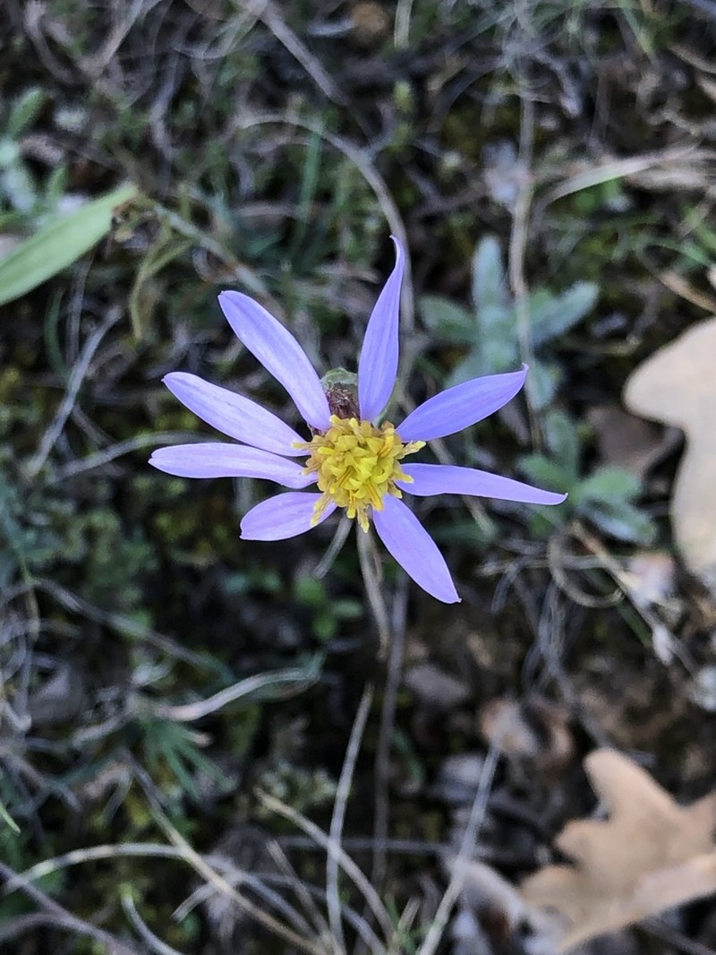 Galatella aragonensis photo 8