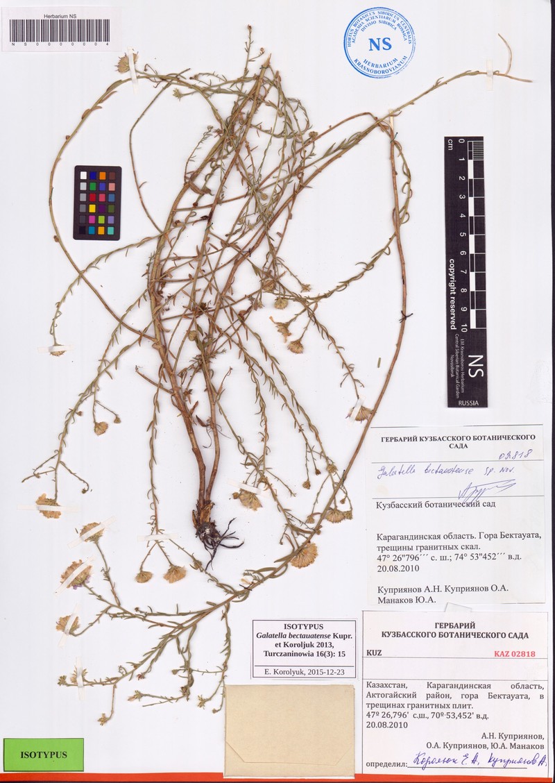 Galatella bectauatensis