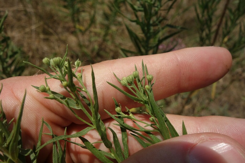 Galatella biflora