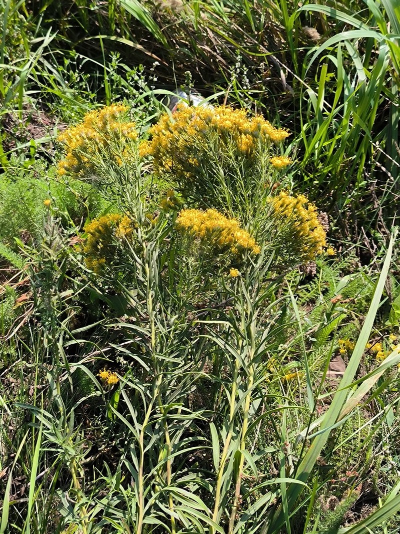Galatella biflora photo 2