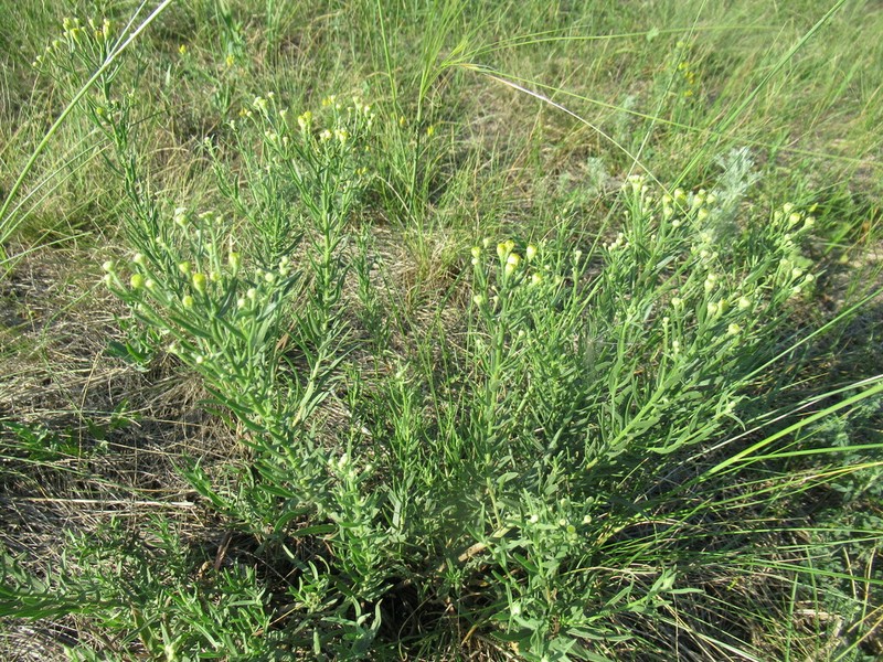 Galatella biflora photo 3