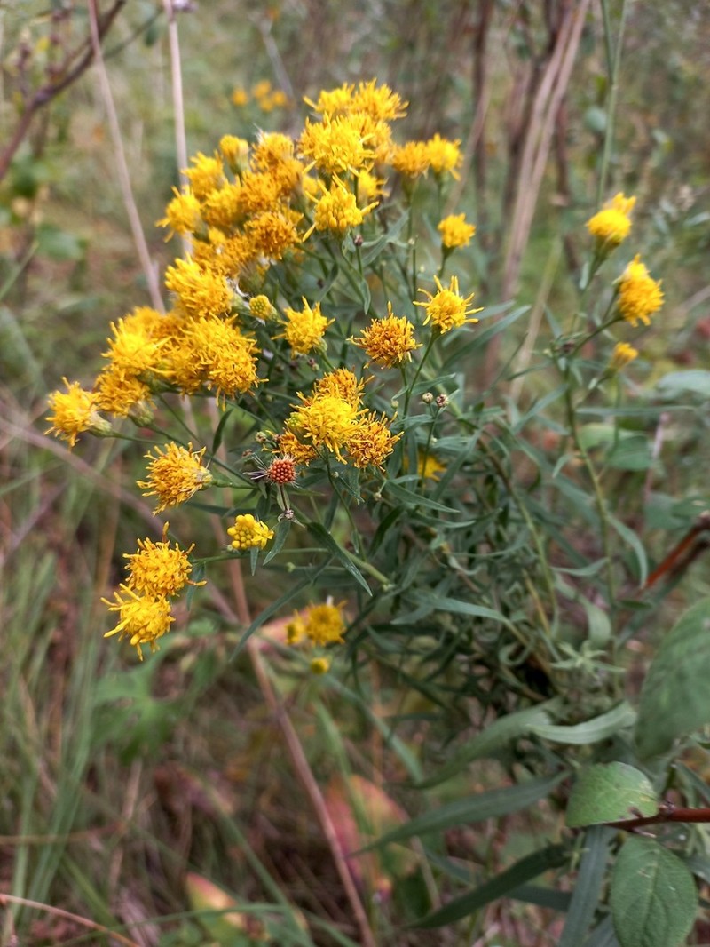 Galatella biflora photo 4