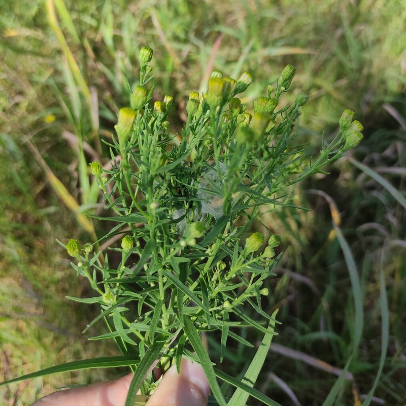 Galatella biflora photo 5