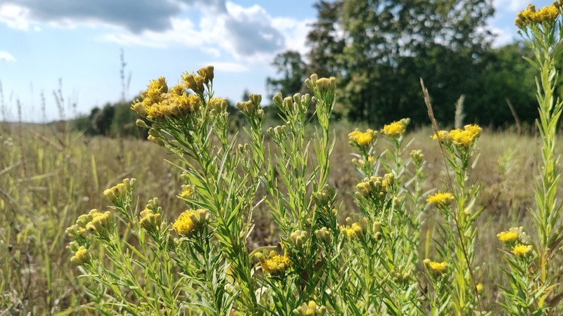 Galatella biflora photo 6