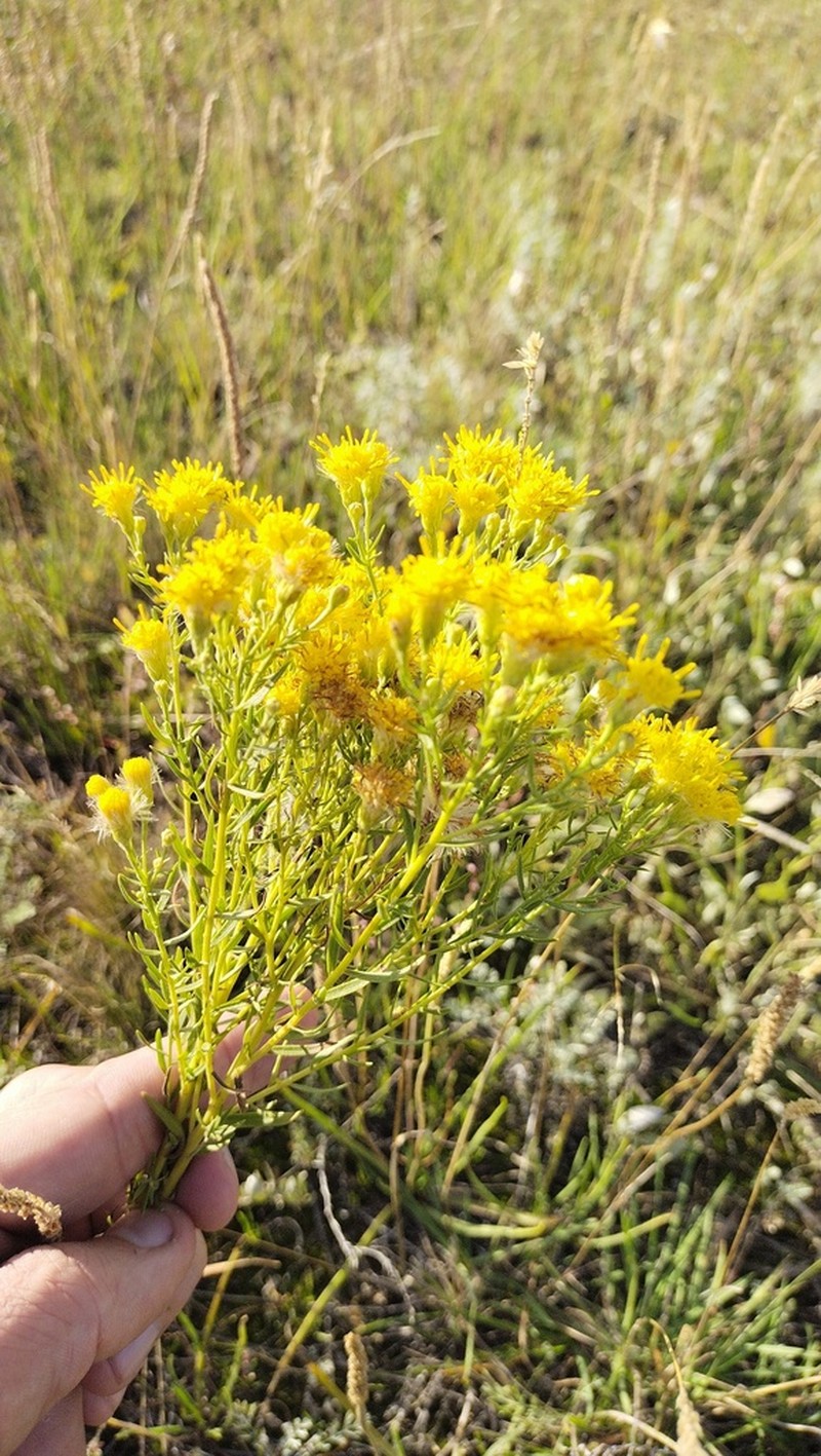 Galatella biflora photo 7