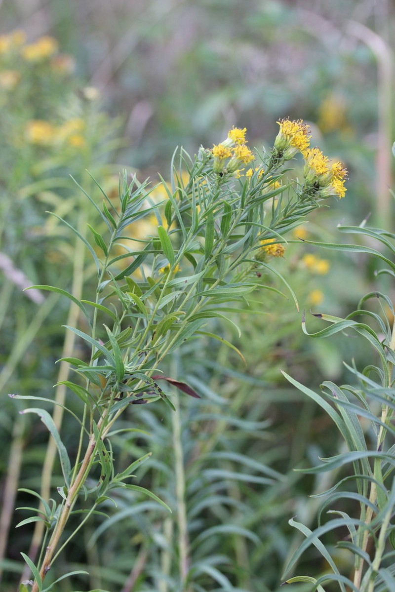 Galatella biflora photo 8