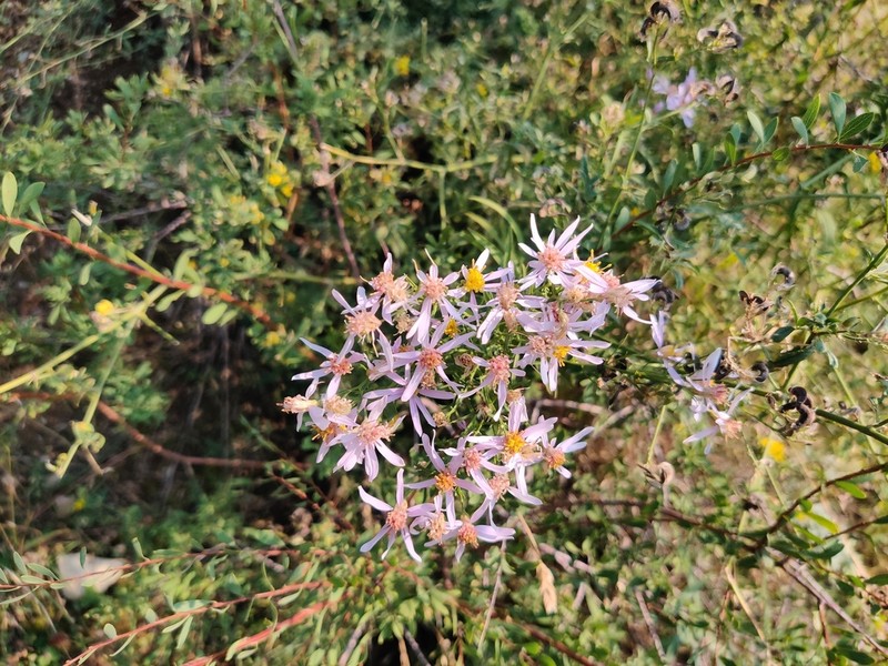 Galatella chromopappa