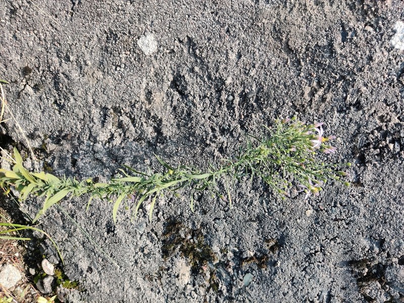 Galatella chromopappa photo 4