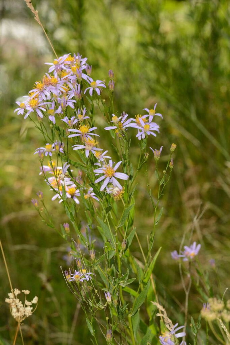 Galatella coriacea photo 2