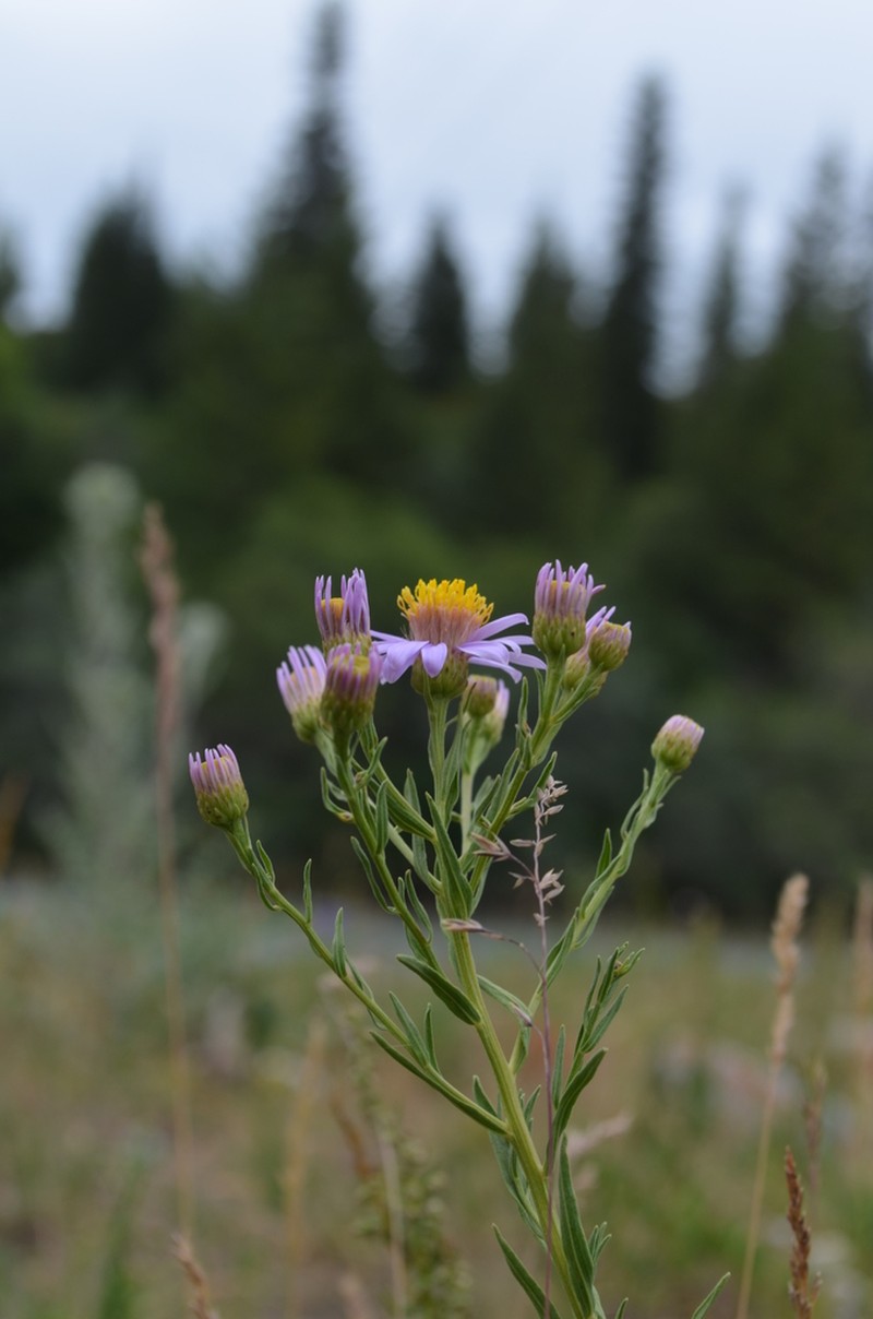 Galatella coriacea photo 3