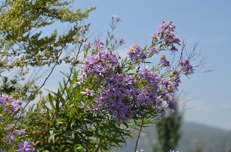 Galatella coriacea photo 4