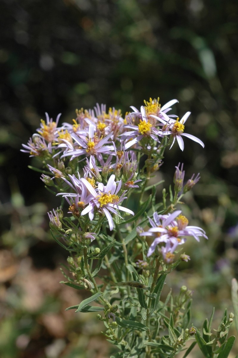 Galatella coriacea photo 5