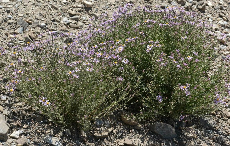 Galatella coriacea photo 6