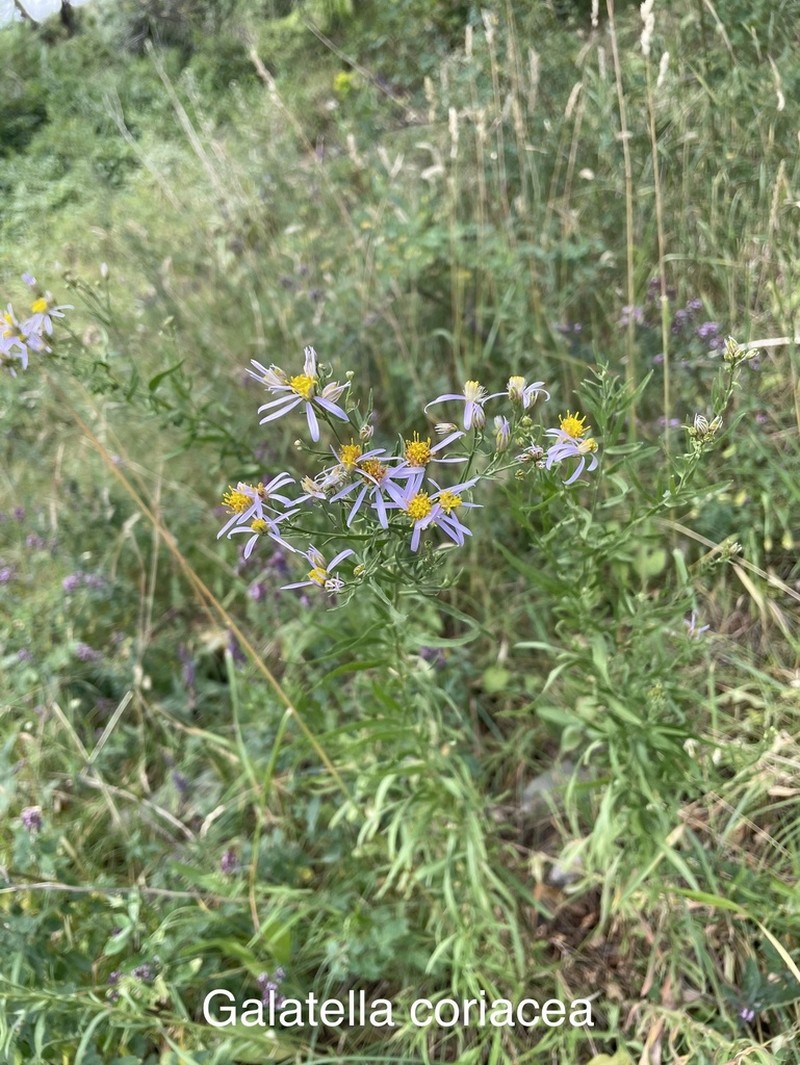 Galatella coriacea photo 7