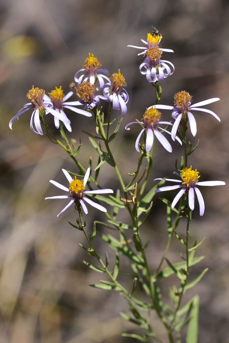 Galatella coriacea photo 8