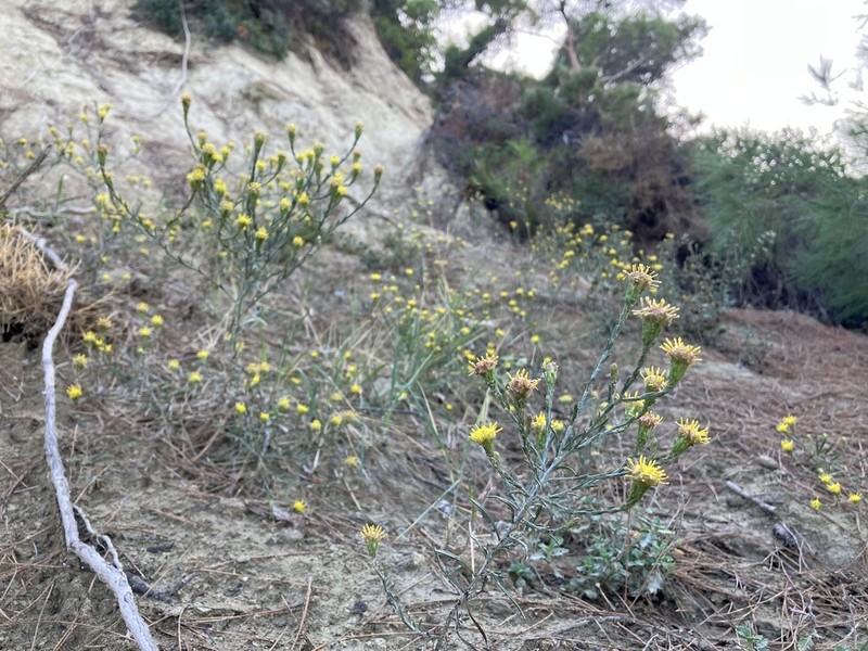 Galatella cretica photo 4