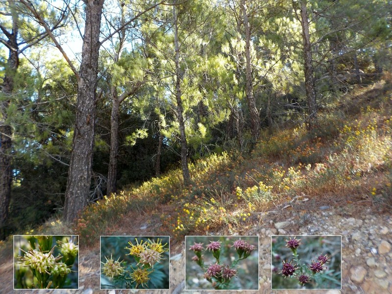 Galatella cretica photo 6