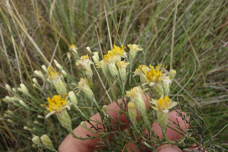 Galatella crinitoides