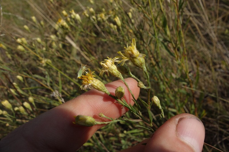 Galatella crinitoides photo 2
