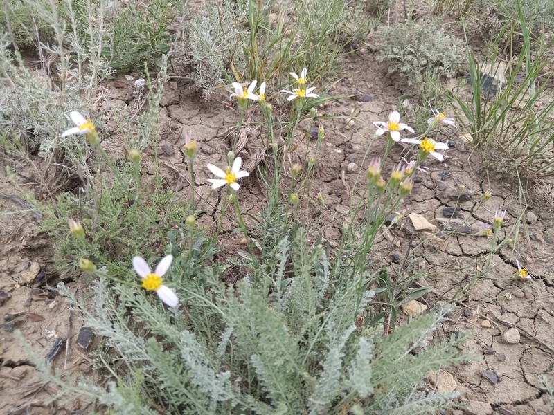 Galatella divaricata