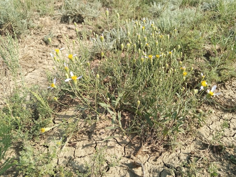 Galatella divaricata photo 2