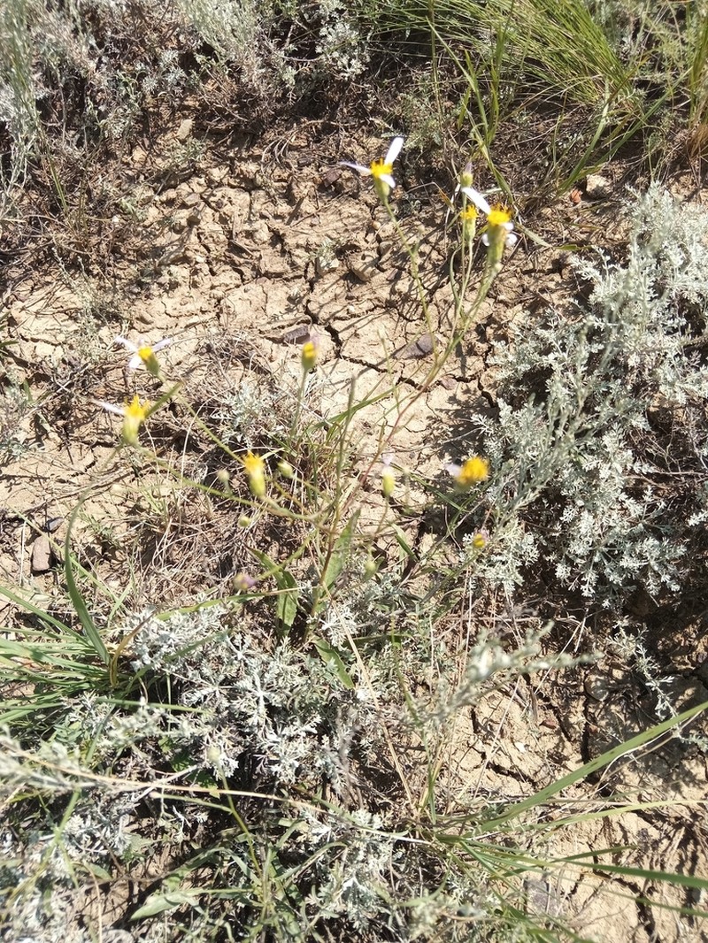 Galatella divaricata photo 3