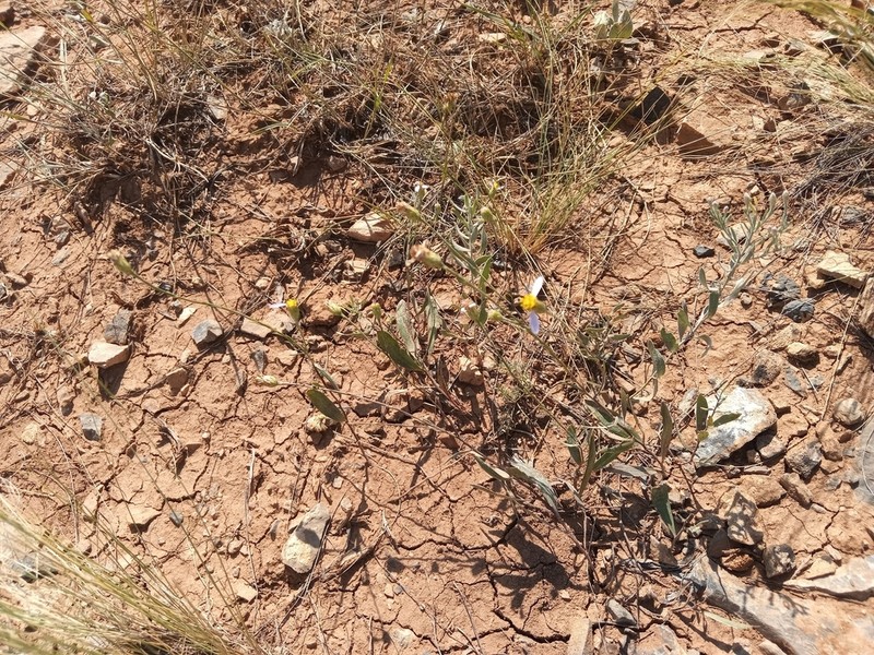 Galatella divaricata photo 4