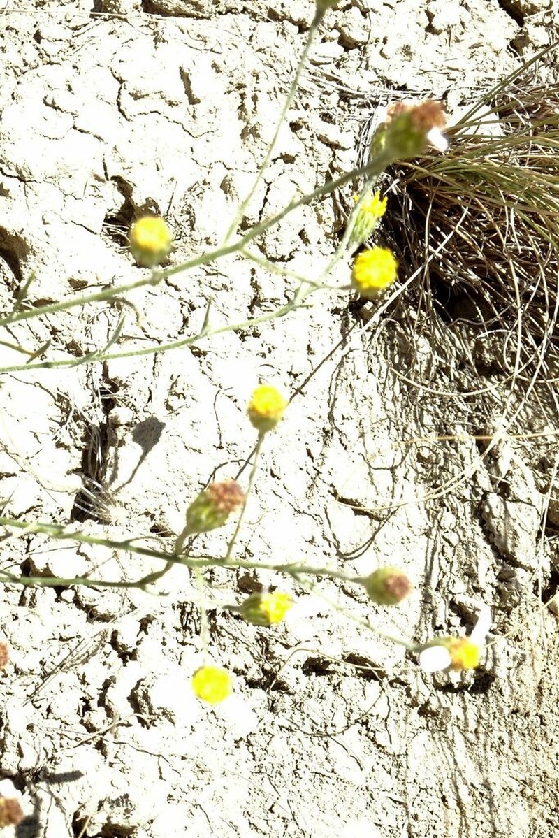 Galatella divaricata photo 5