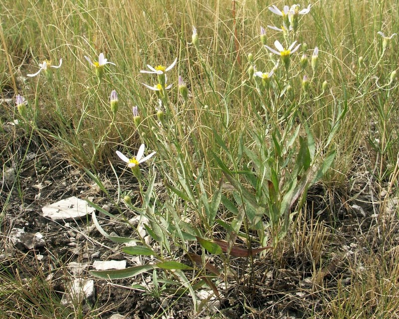 Galatella divaricata photo 6