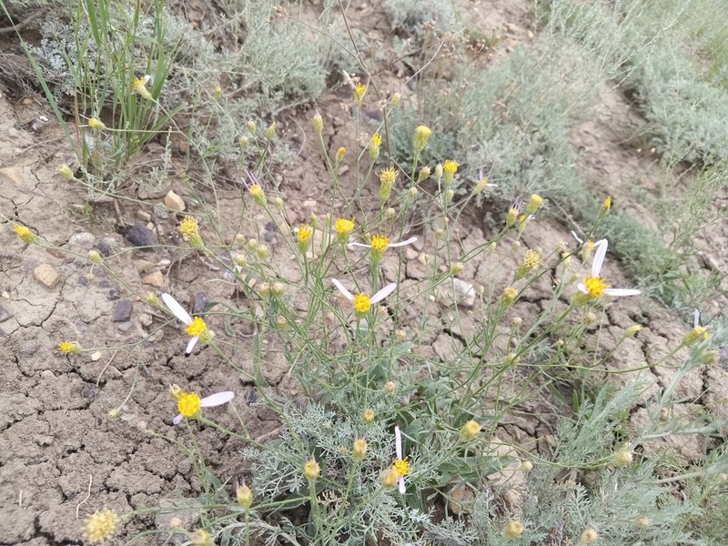 Galatella divaricata photo 7