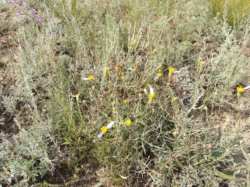 Galatella divaricata photo 8