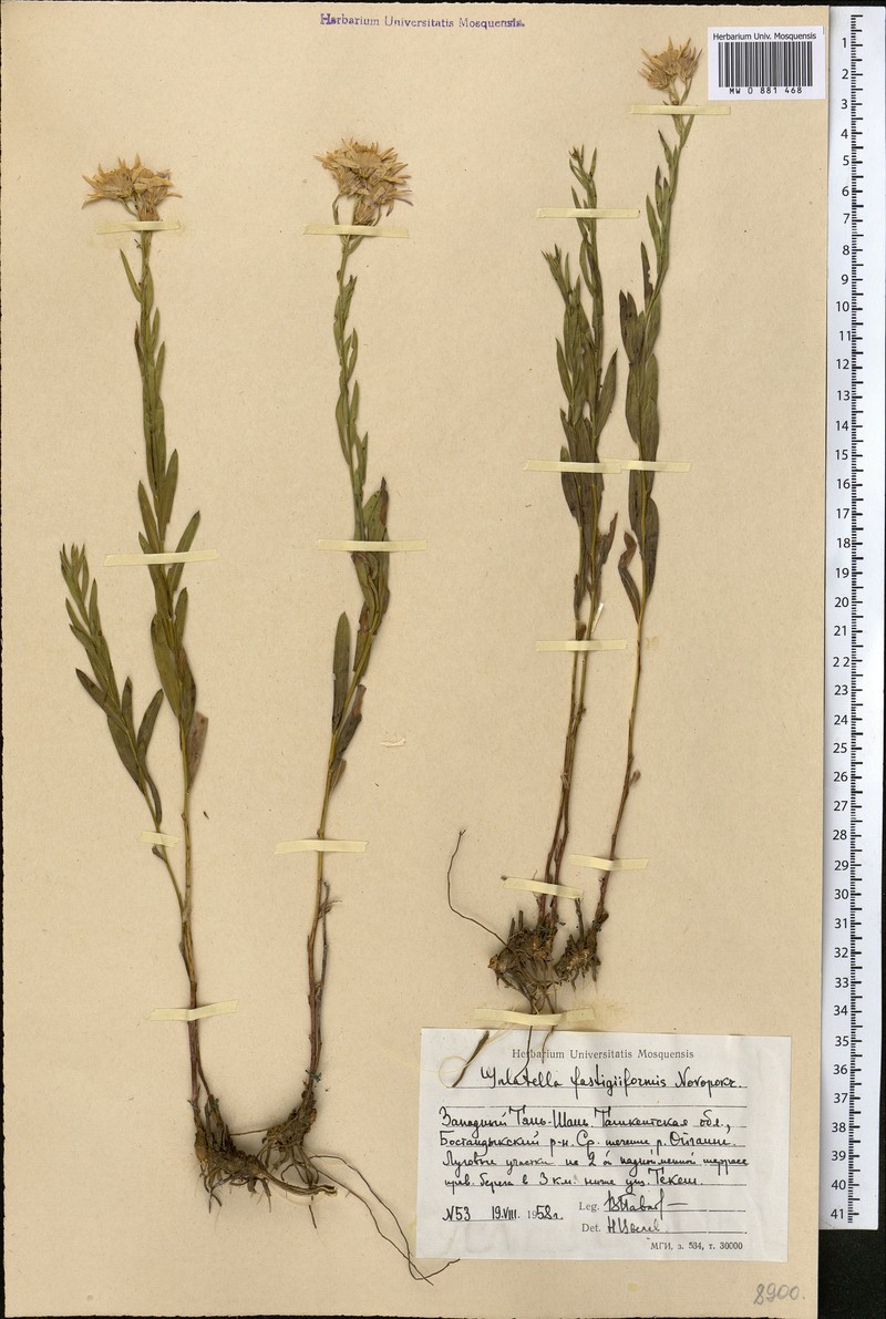 Galatella fastigiiformis