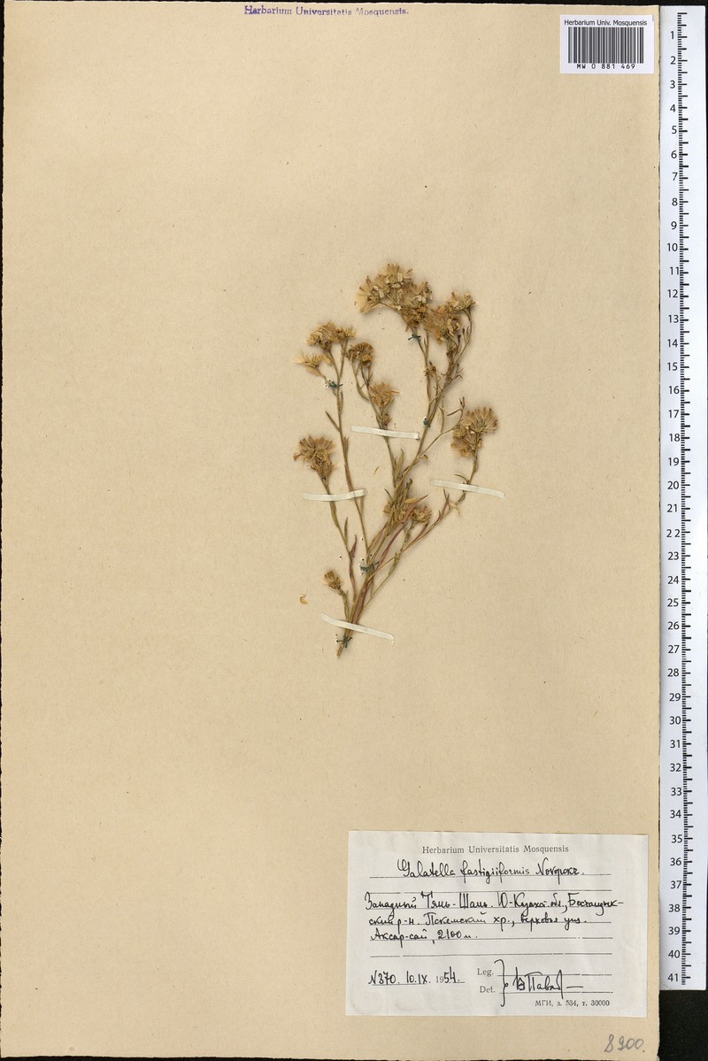 Galatella fastigiiformis photo 2