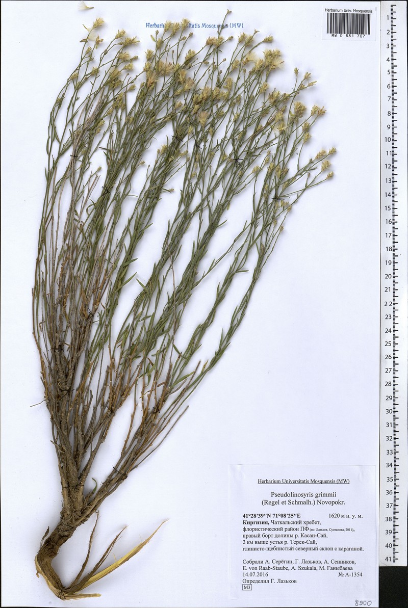 Galatella grimmii subsp. grimmii