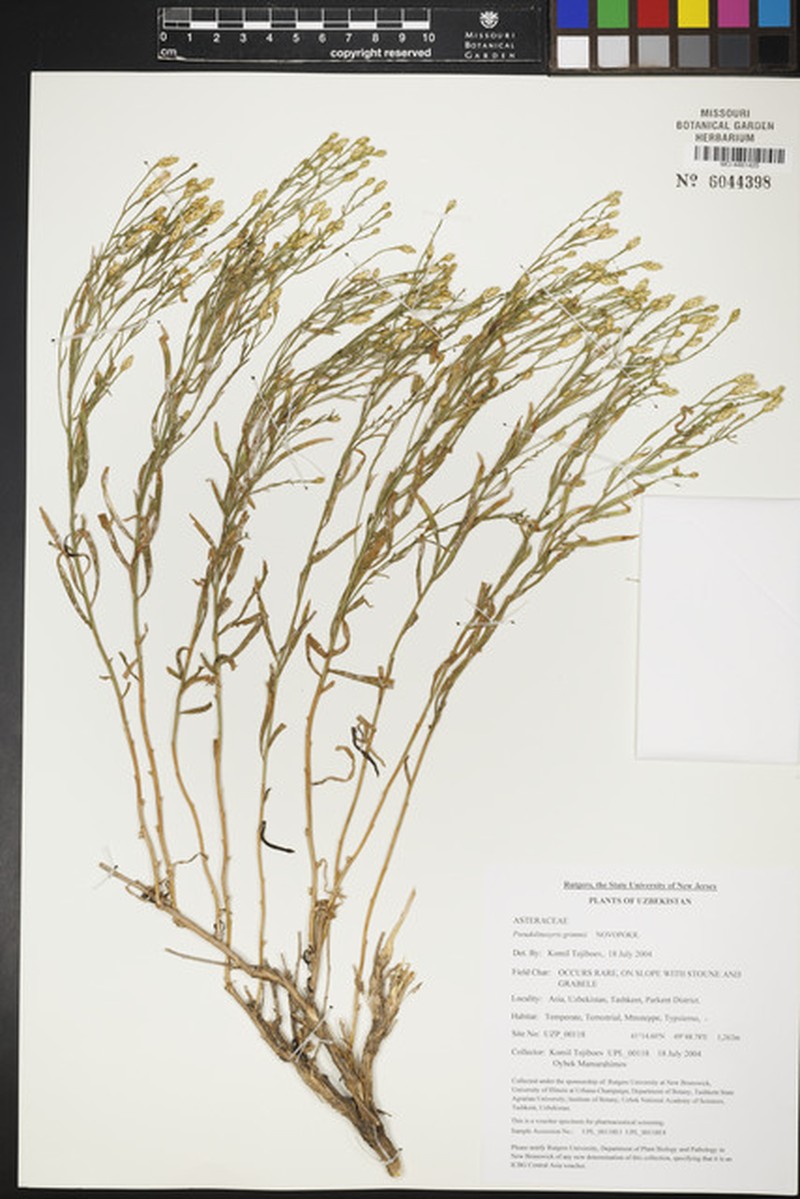 Galatella grimmii subsp. grimmii photo 2