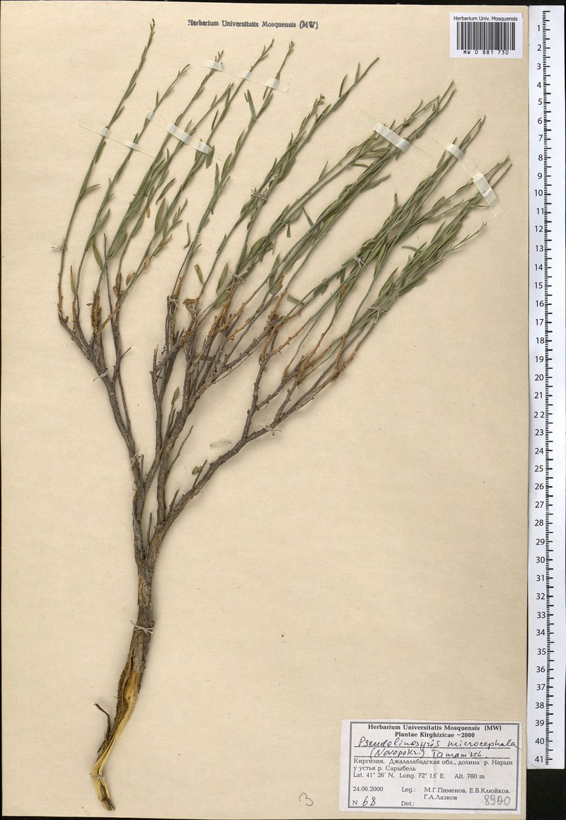 Galatella grimmii subsp. grimmii photo 3