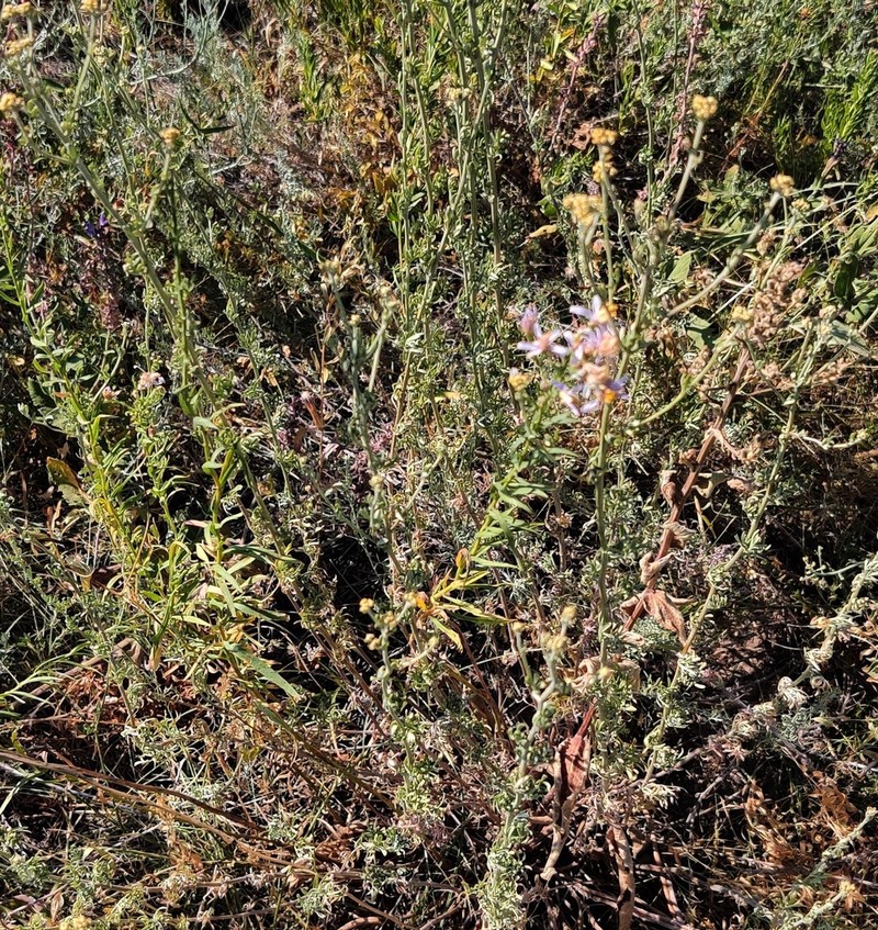 Galatella hauptii photo 2