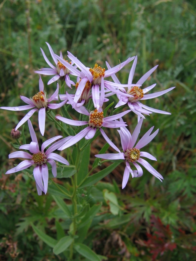 Galatella hauptii photo 3