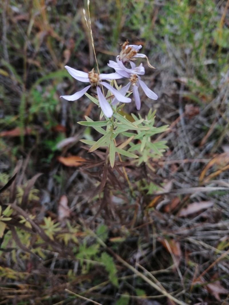 Galatella hauptii photo 4