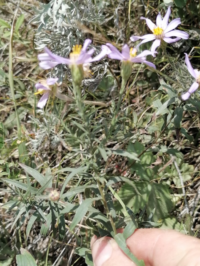 Galatella hauptii photo 5