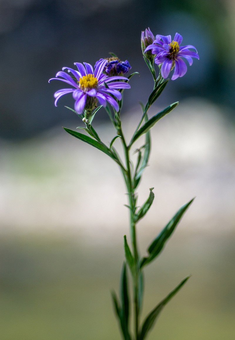 Galatella hauptii photo 6