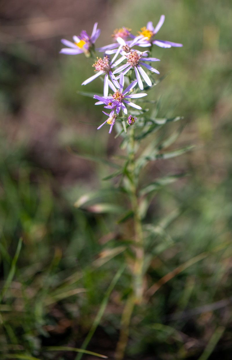 Galatella hauptii photo 7