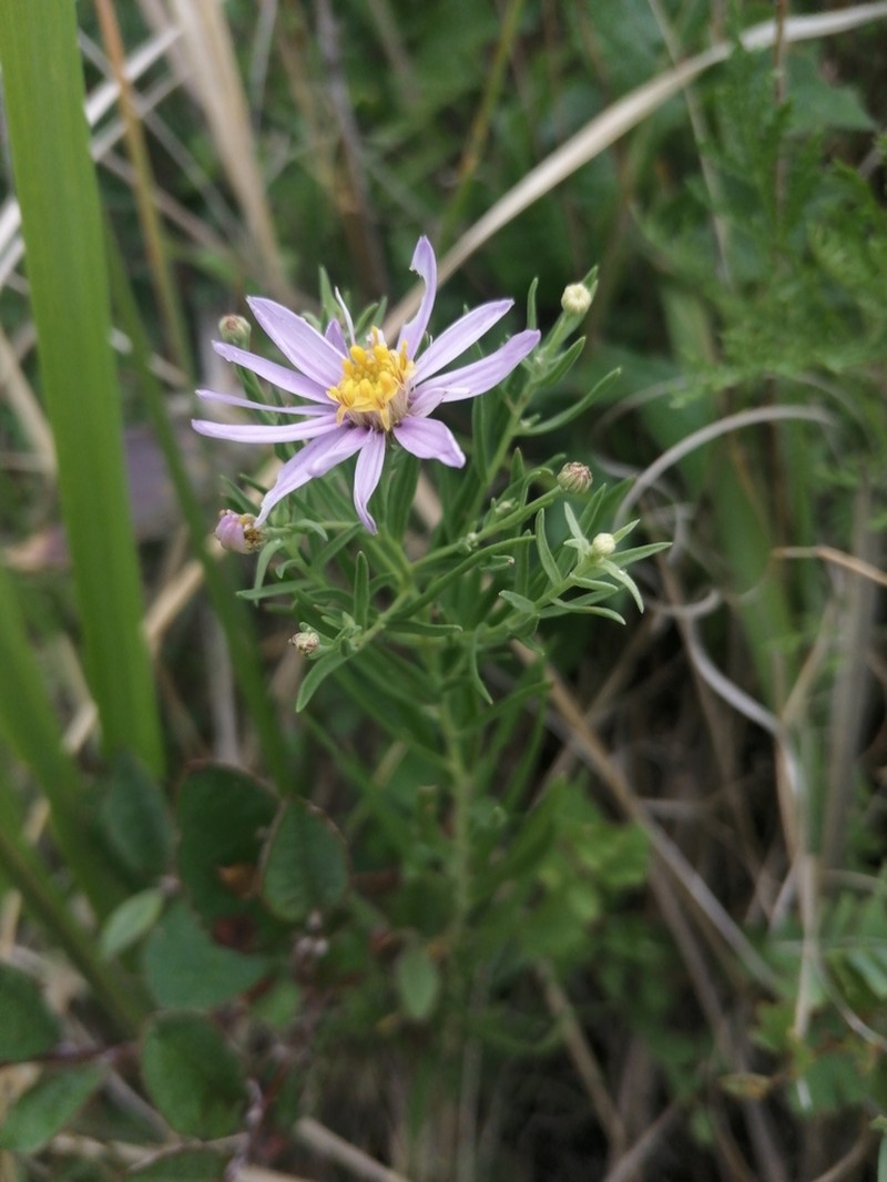 Galatella hauptii photo 8