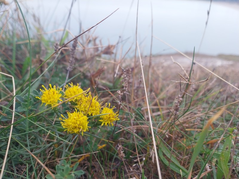 Galatella linosyris subsp. armoricana