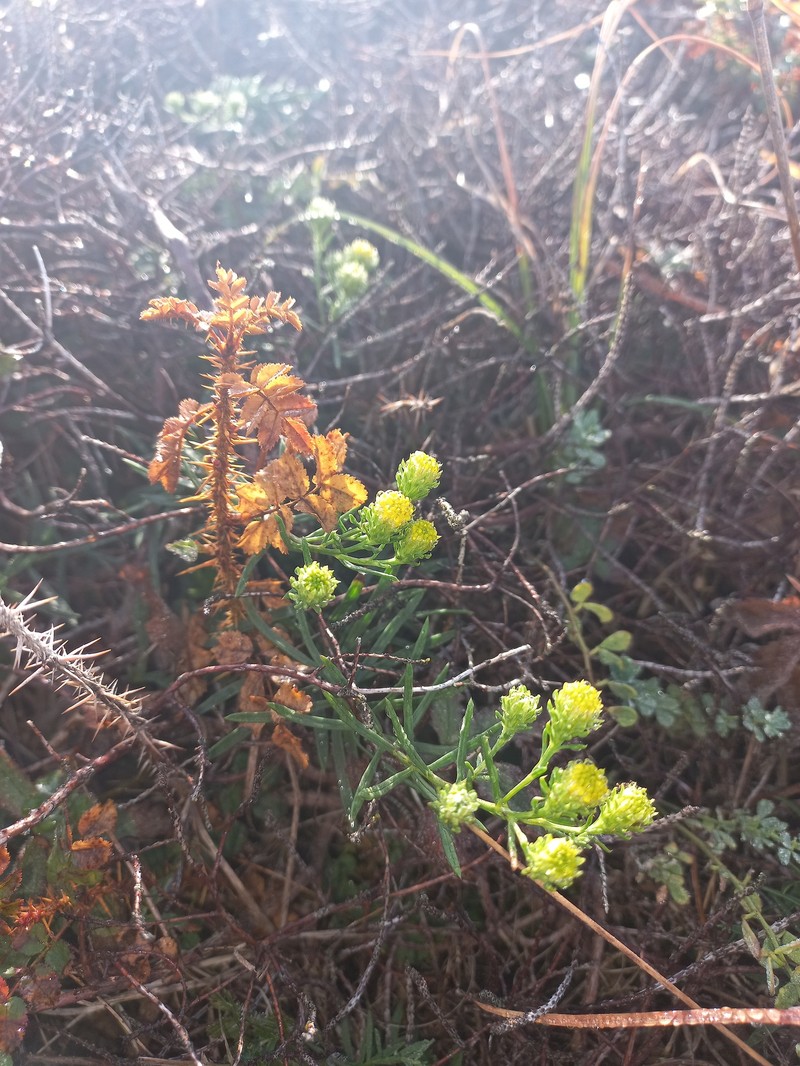 Galatella linosyris subsp. armoricana photo 2