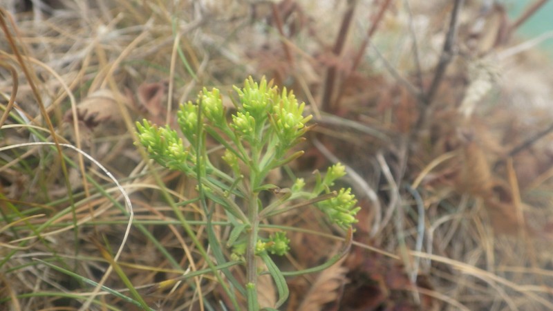Galatella linosyris subsp. armoricana photo 3