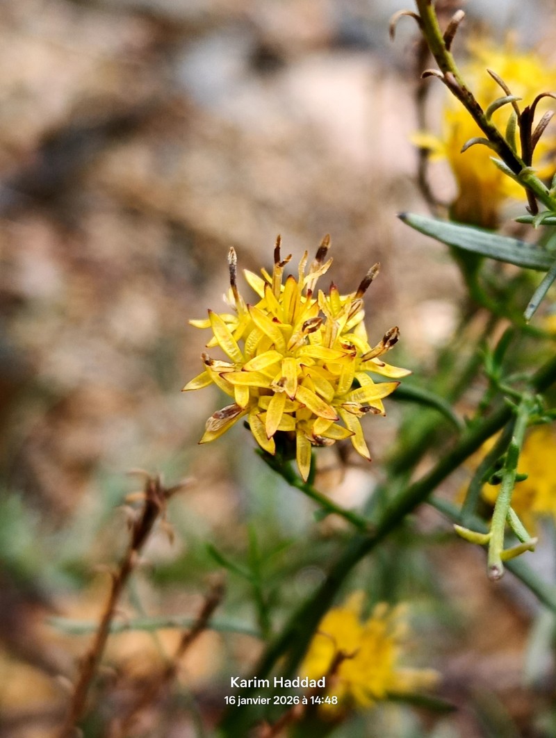 Galatella linosyris subsp. linosyris