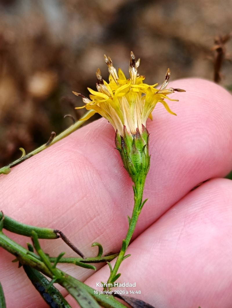 Galatella linosyris subsp. linosyris photo 2