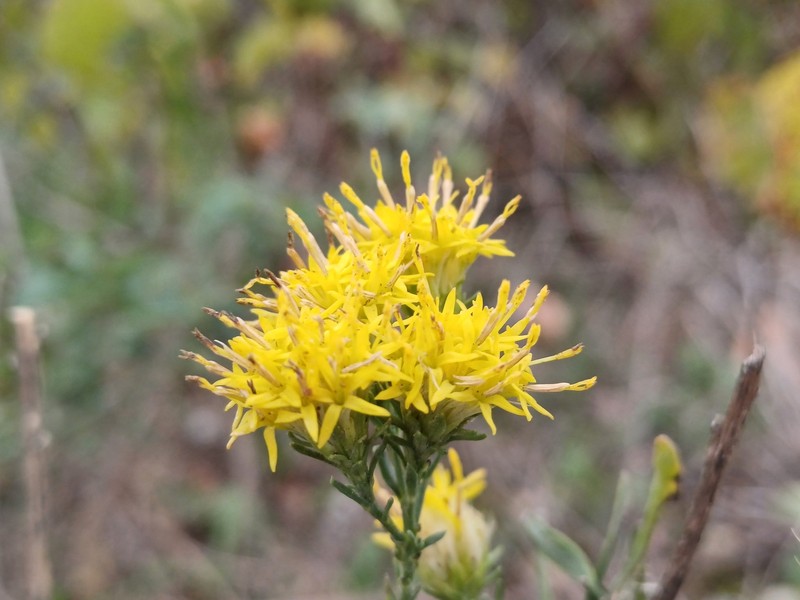 Galatella linosyris subsp. linosyris photo 3